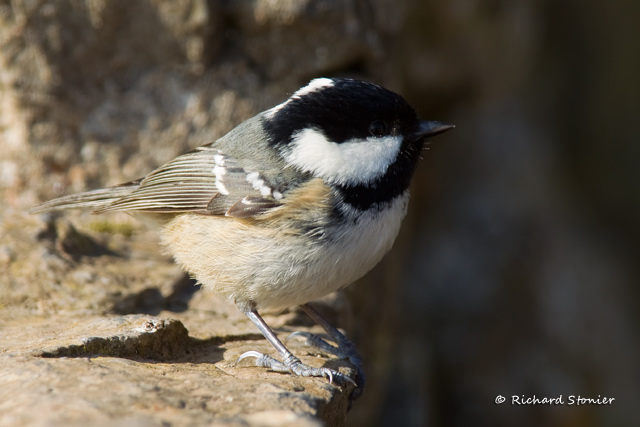Coal Tit