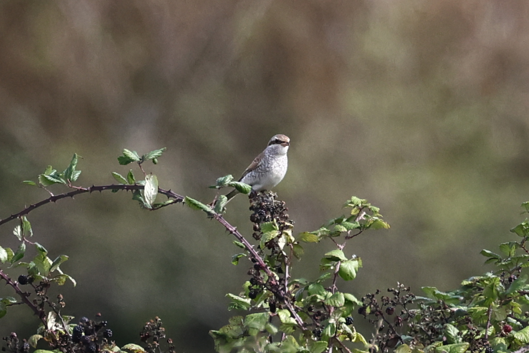 Red-backed Shrike