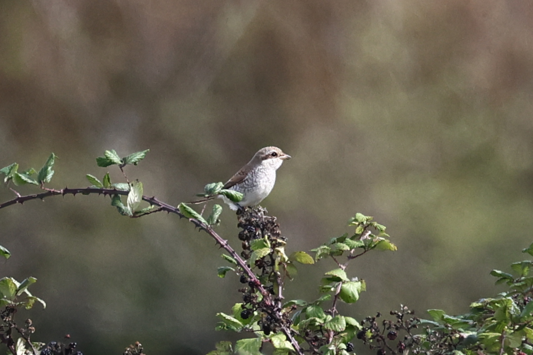 Red-backed Shrike