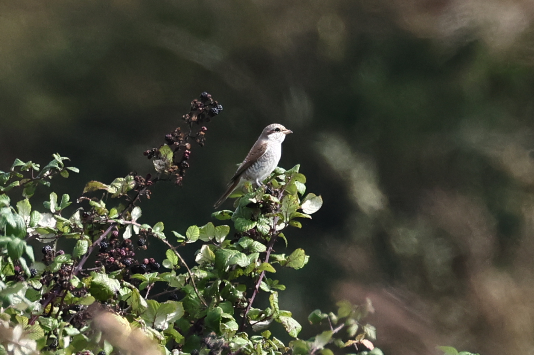 Red-backed Shrike
