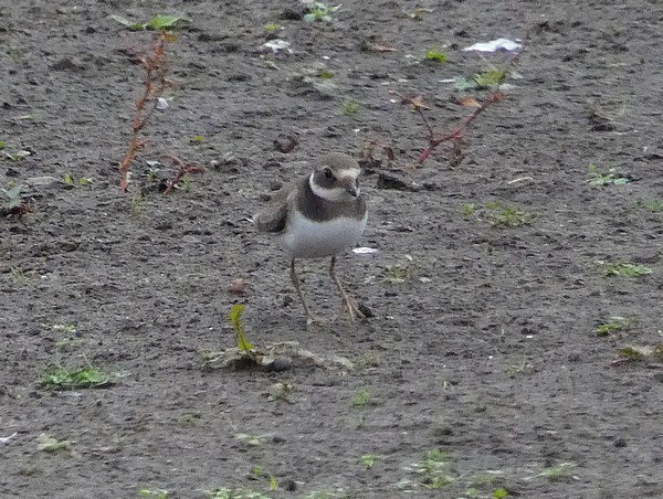 Ringed Plover