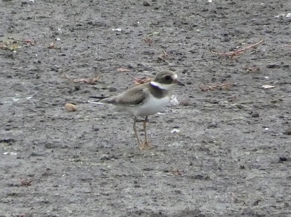 Ringed Plover