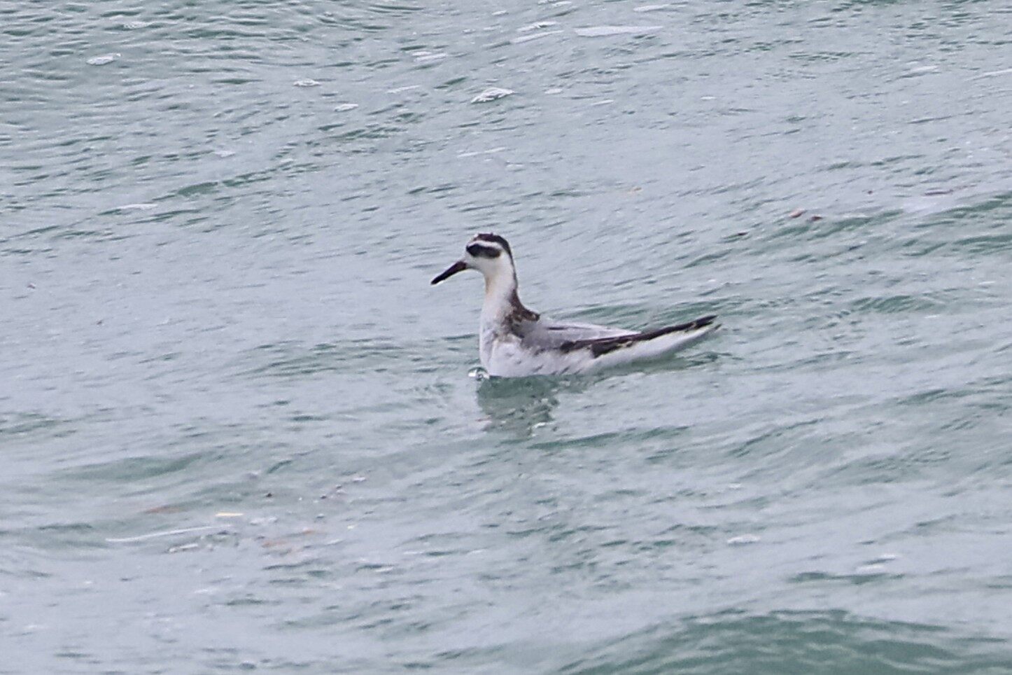 Grey Phalarope