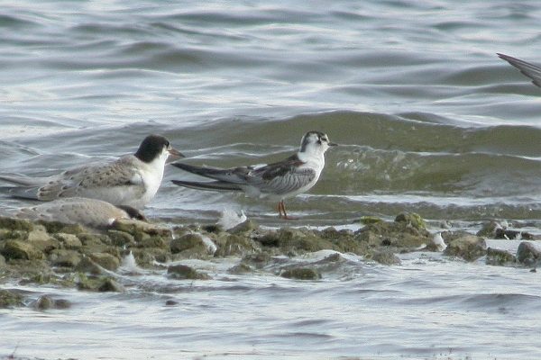 White-winged Black Tern