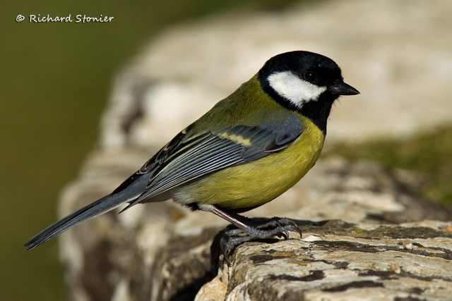 Great Tit