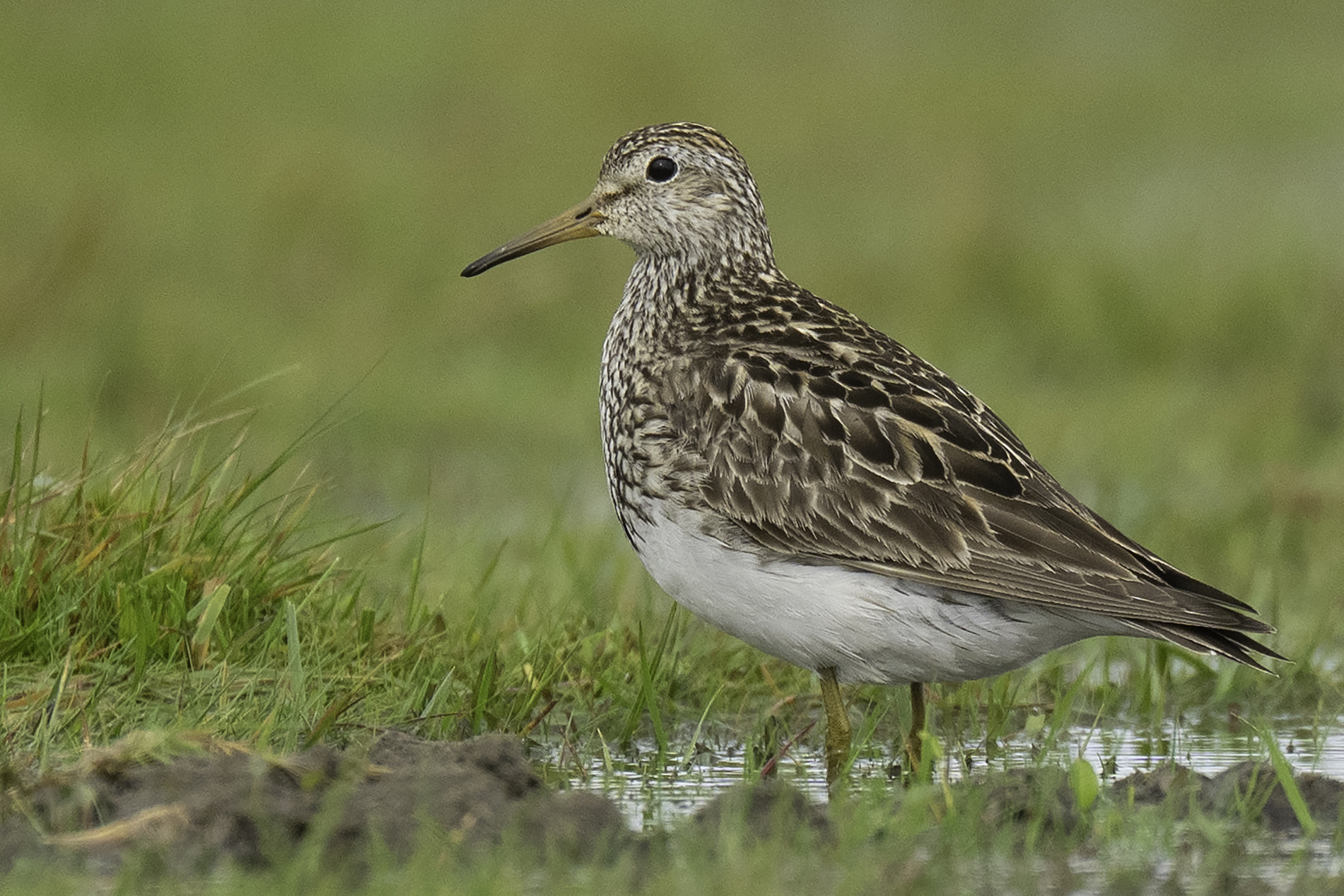 Pectoral Sandpiper