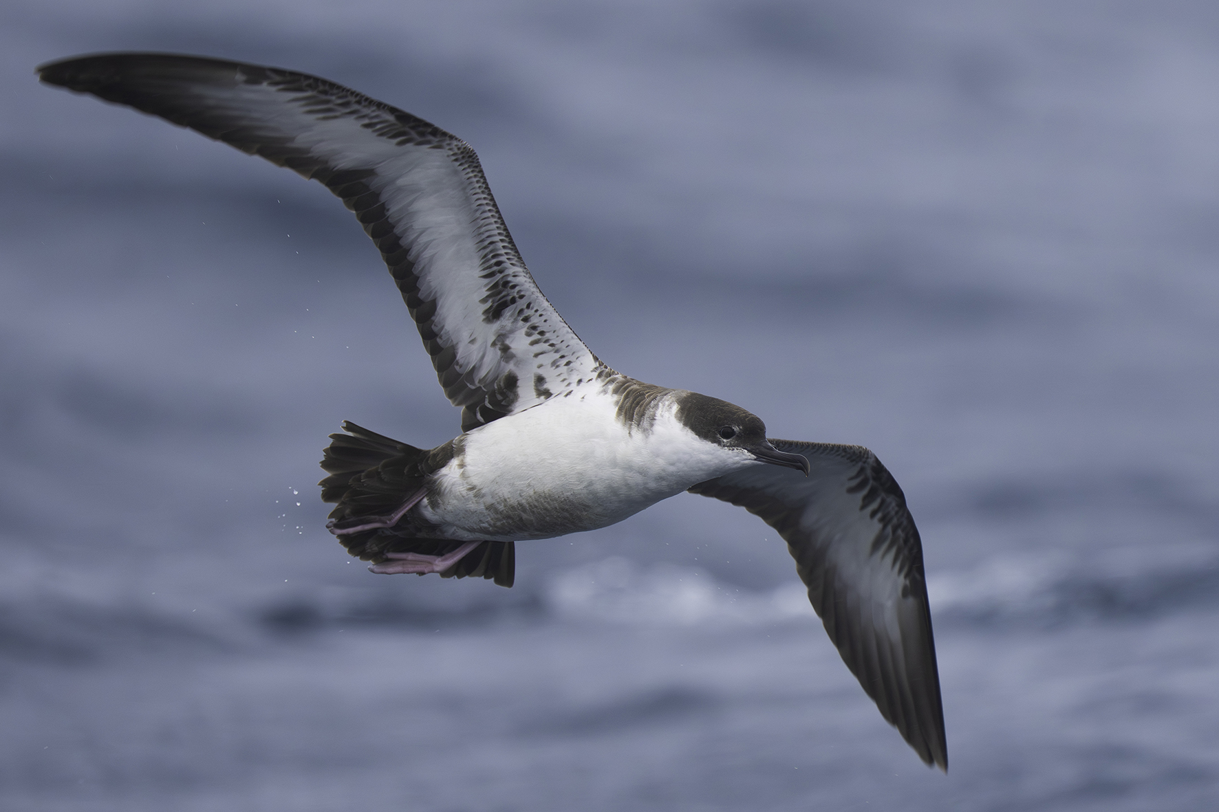 Great Shearwater