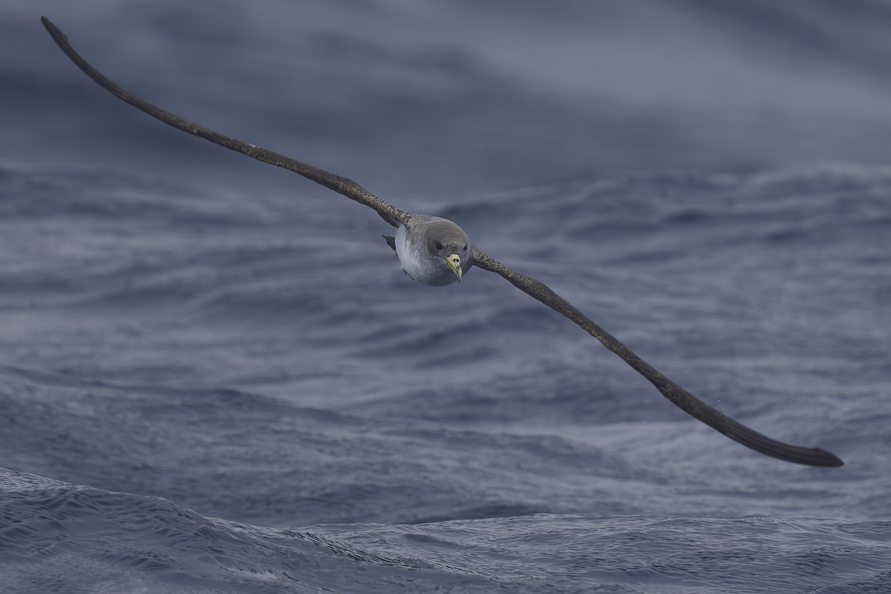 Cory's Shearwater
