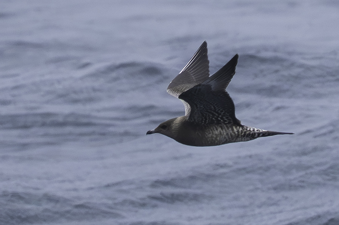 Long-tailed Skua