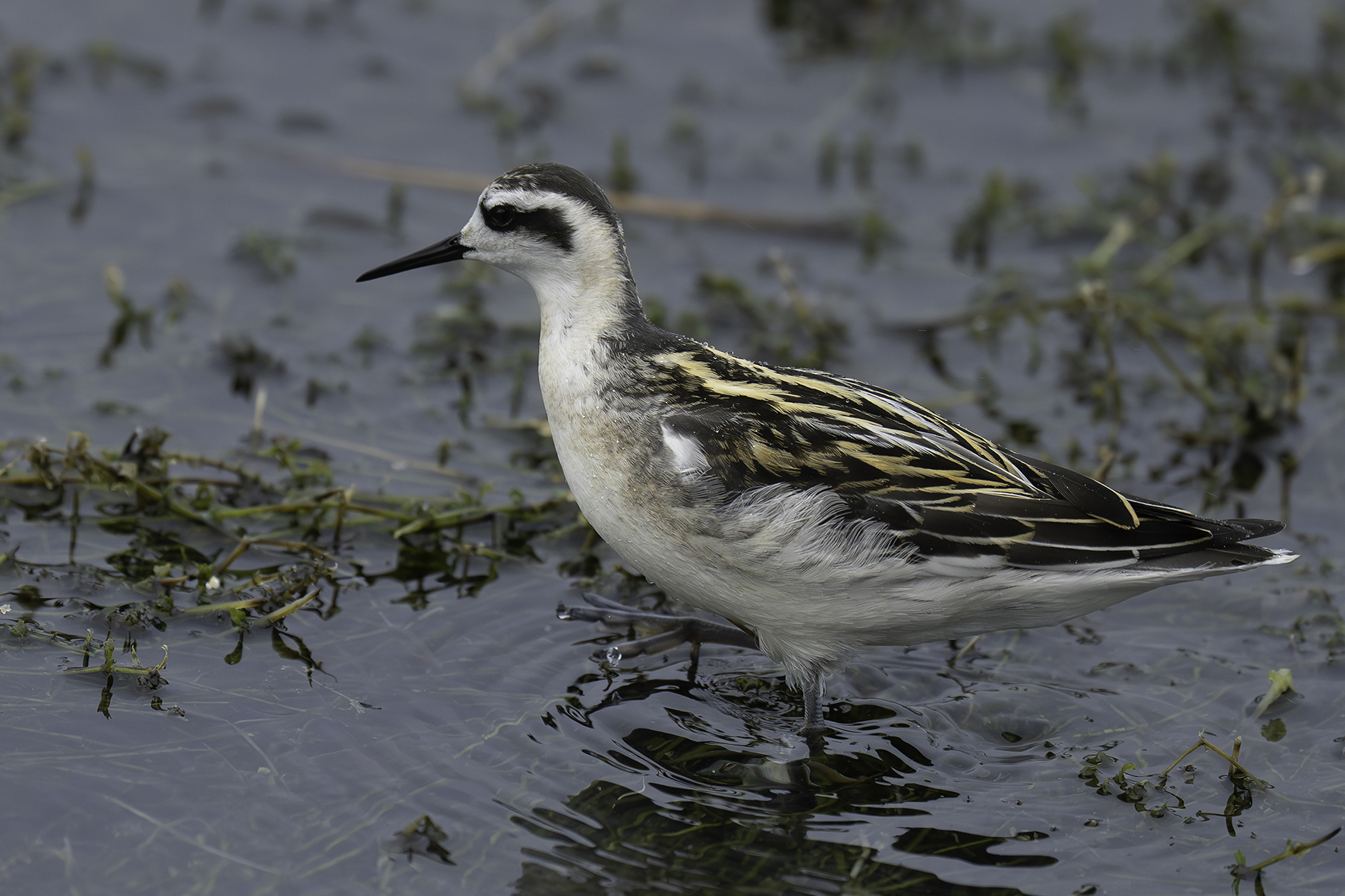 Red-necked Phalarope