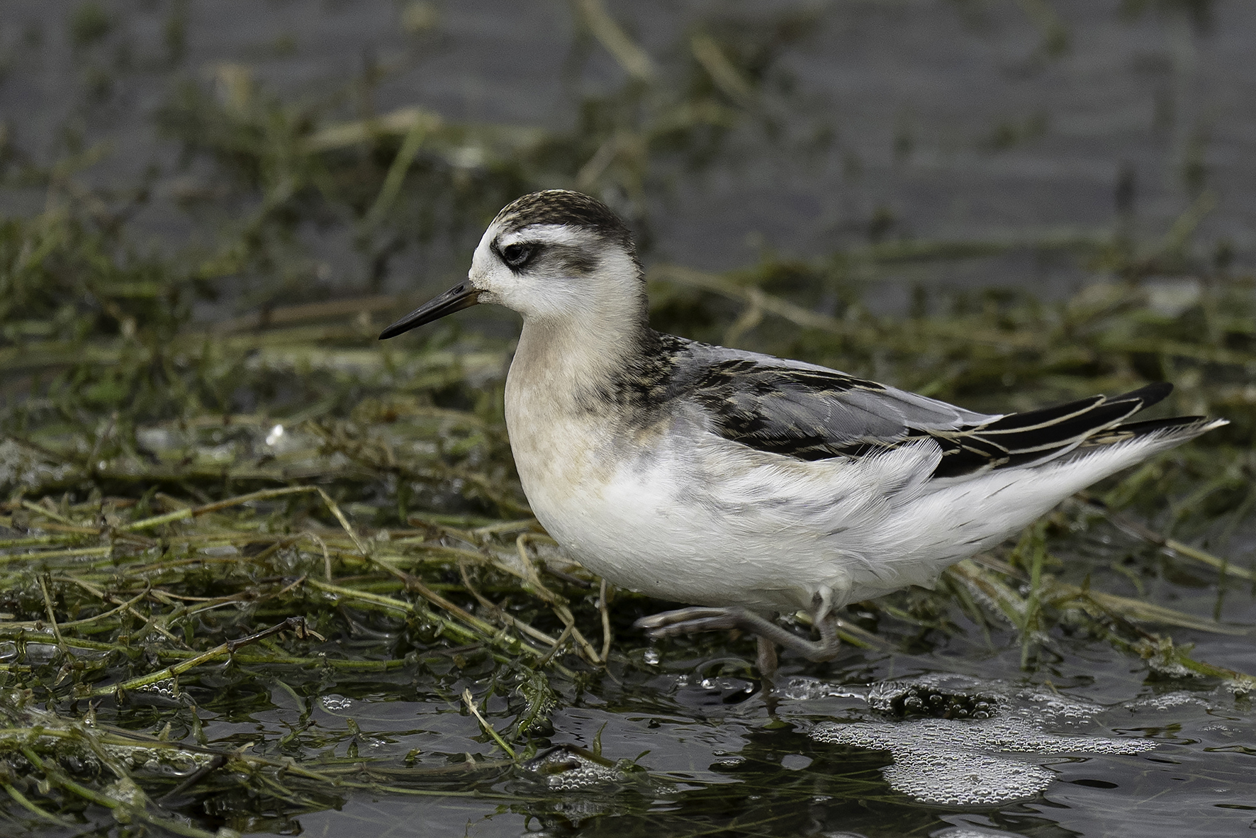 Grey Phalarope