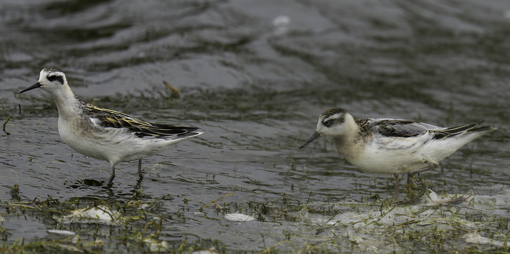 Red-necked Phalarope