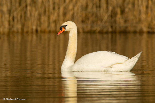 Mute Swan