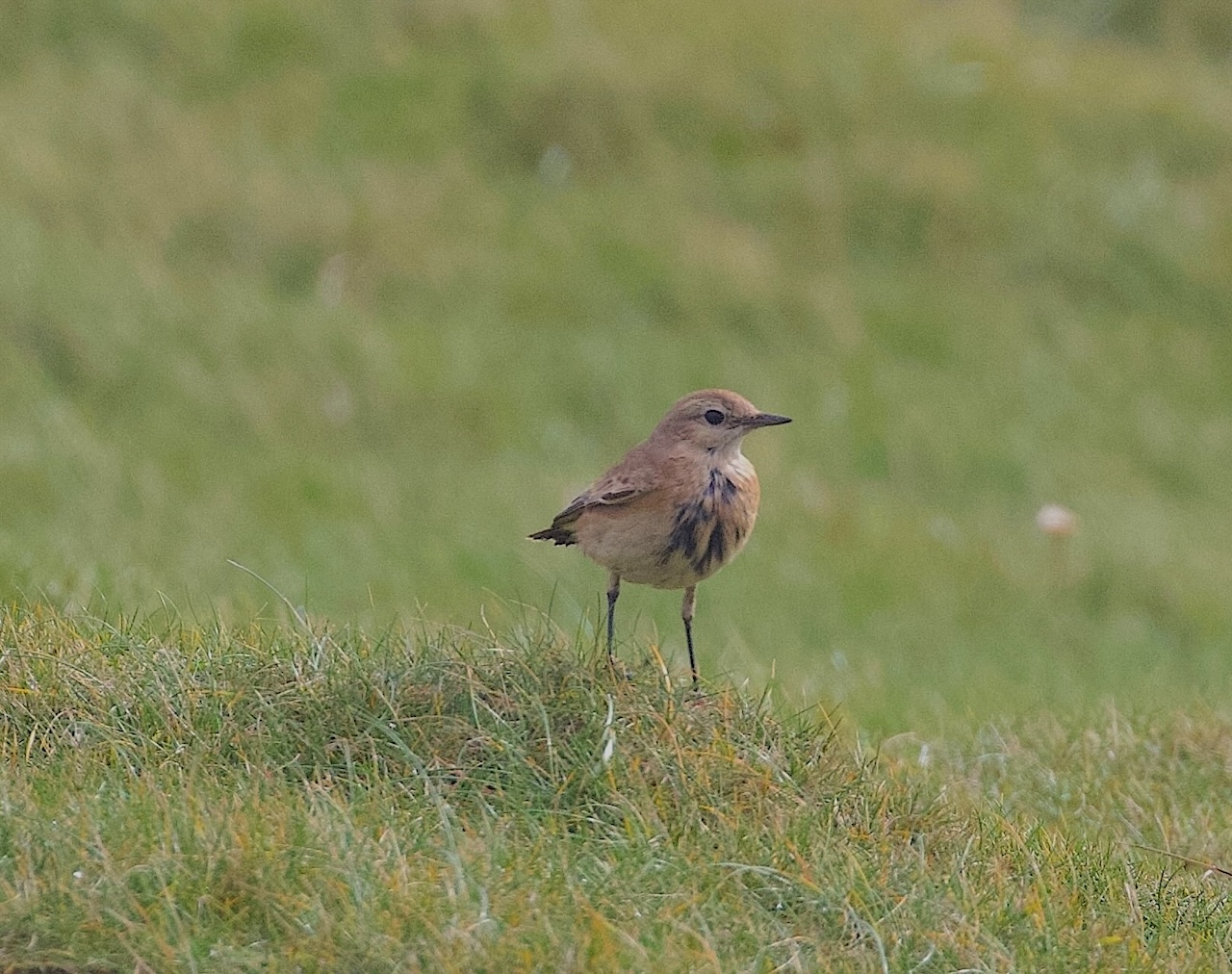 Isabelline Wheatear