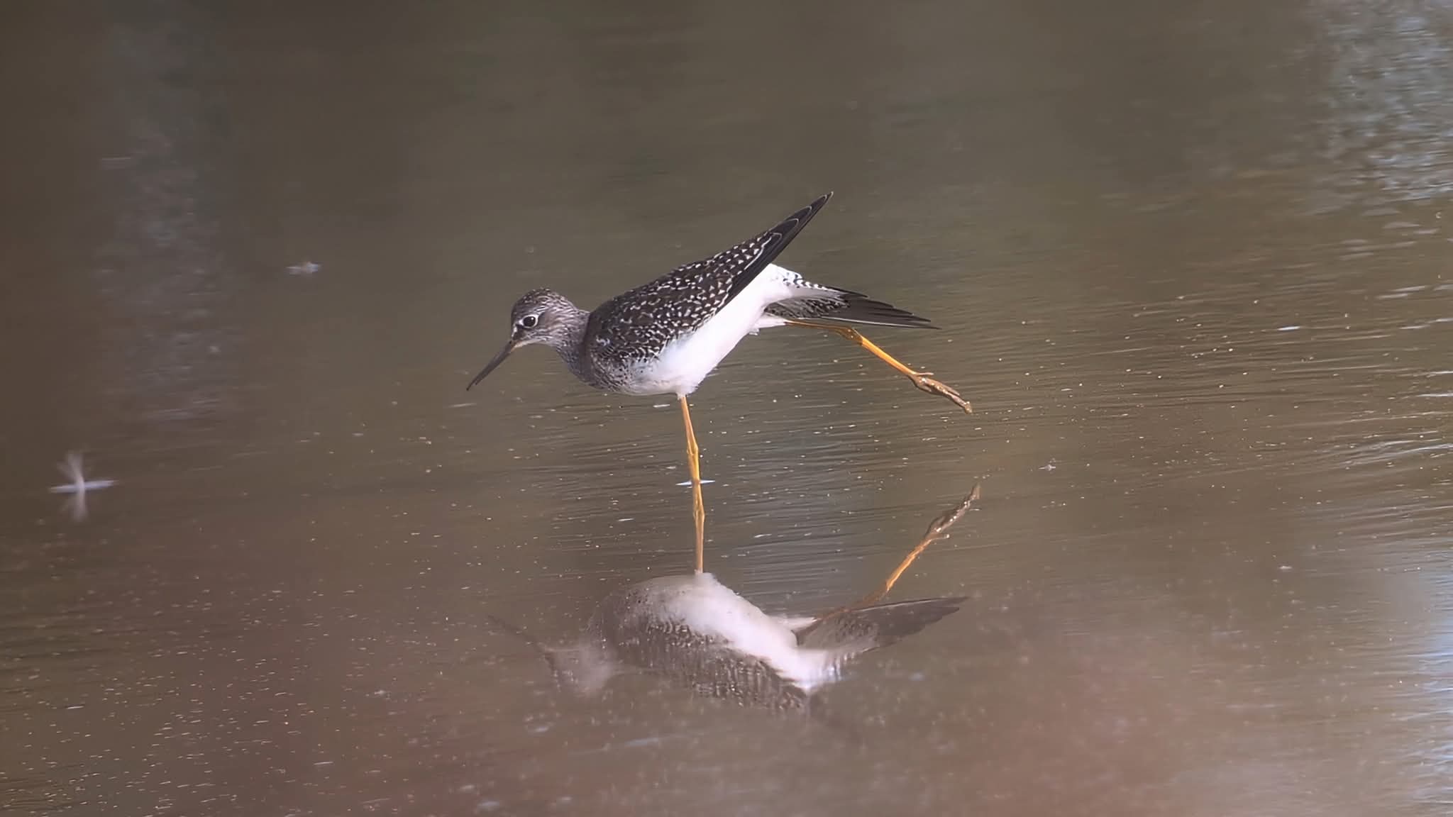 Lesser Yellowlegs