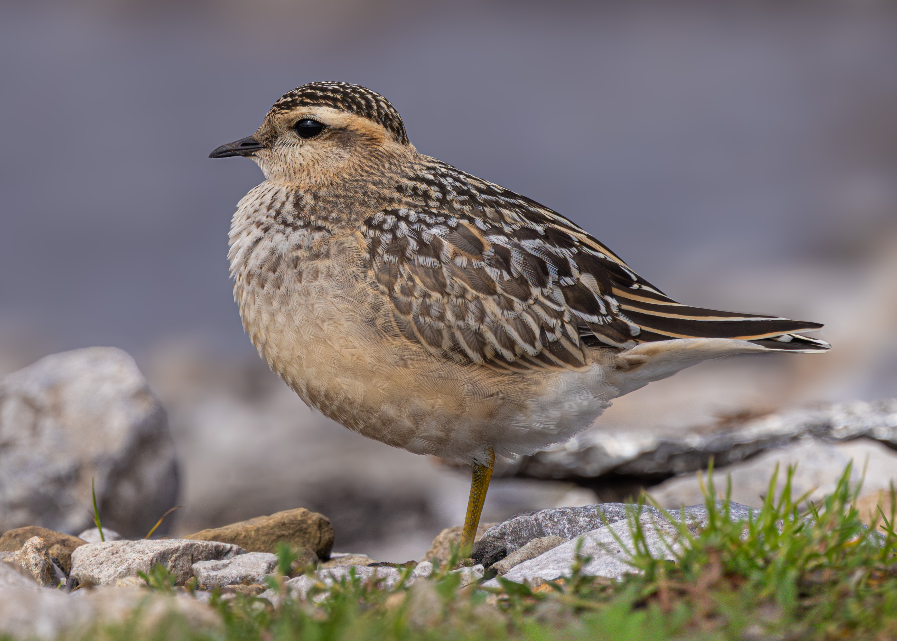 Dotterel