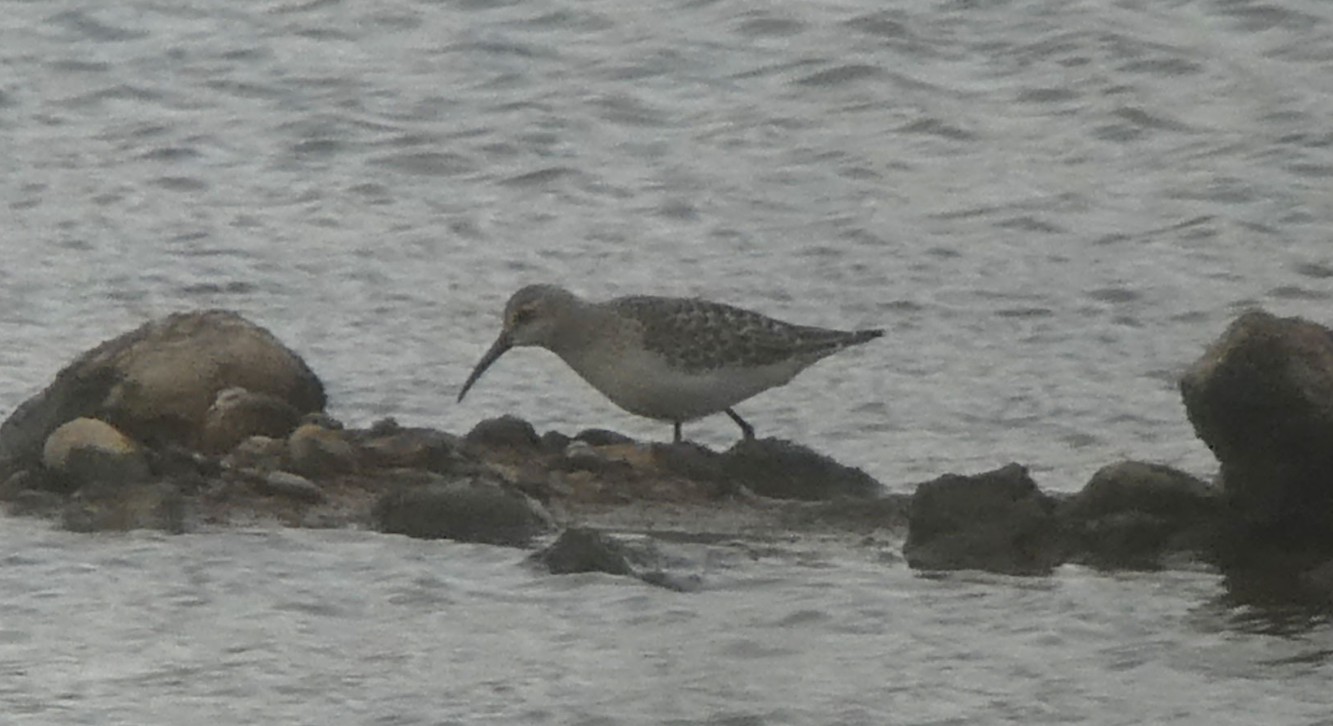 Curlew Sandpiper