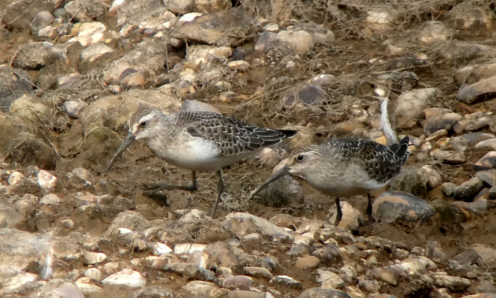 Curlew Sandpiper