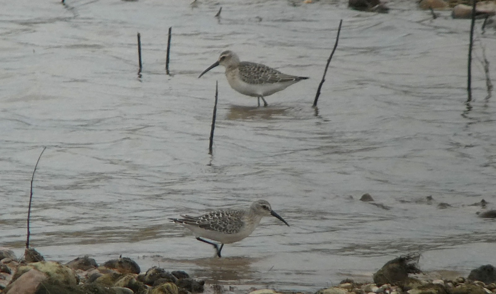 Curlew Sandpiper