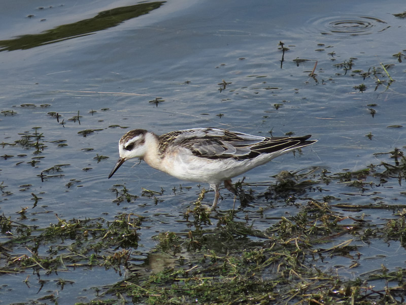 Grey Phalarope