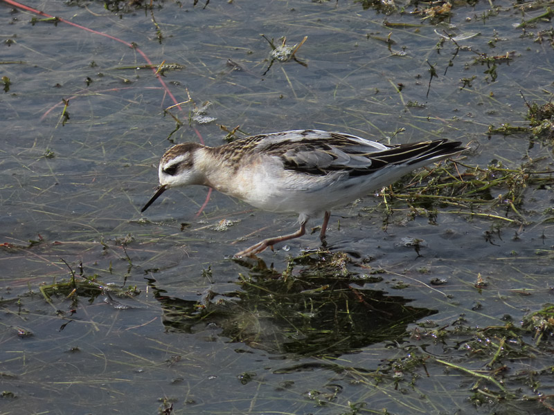 Grey Phalarope
