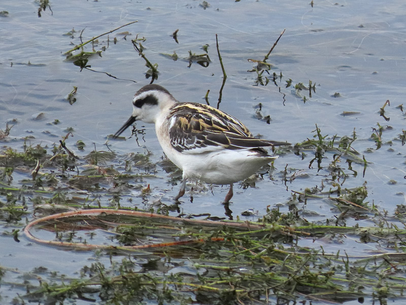 Red-necked Phalarope