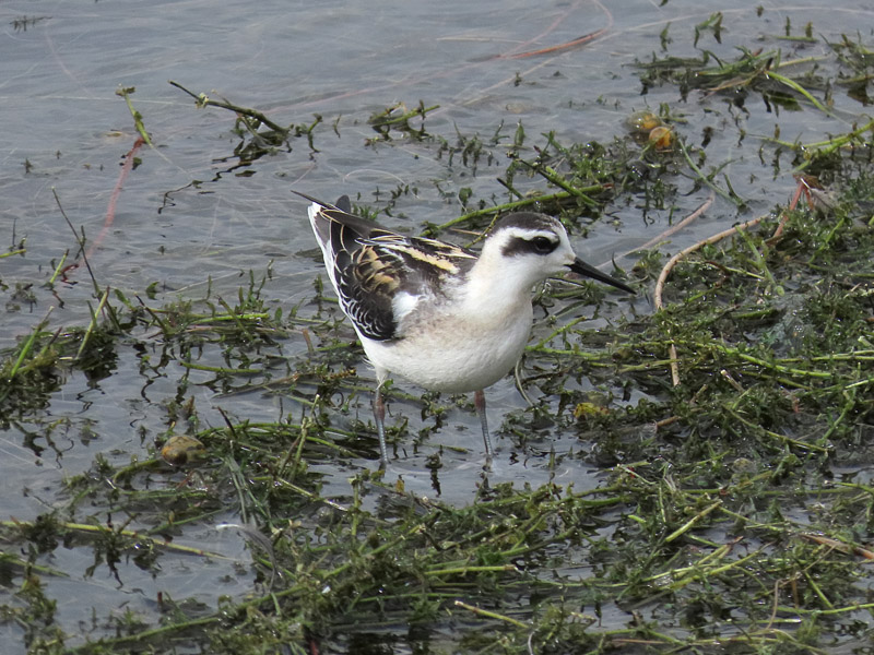 Red-necked Phalarope