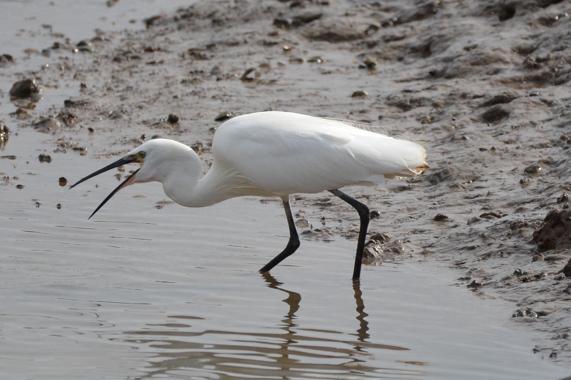 Little Egret