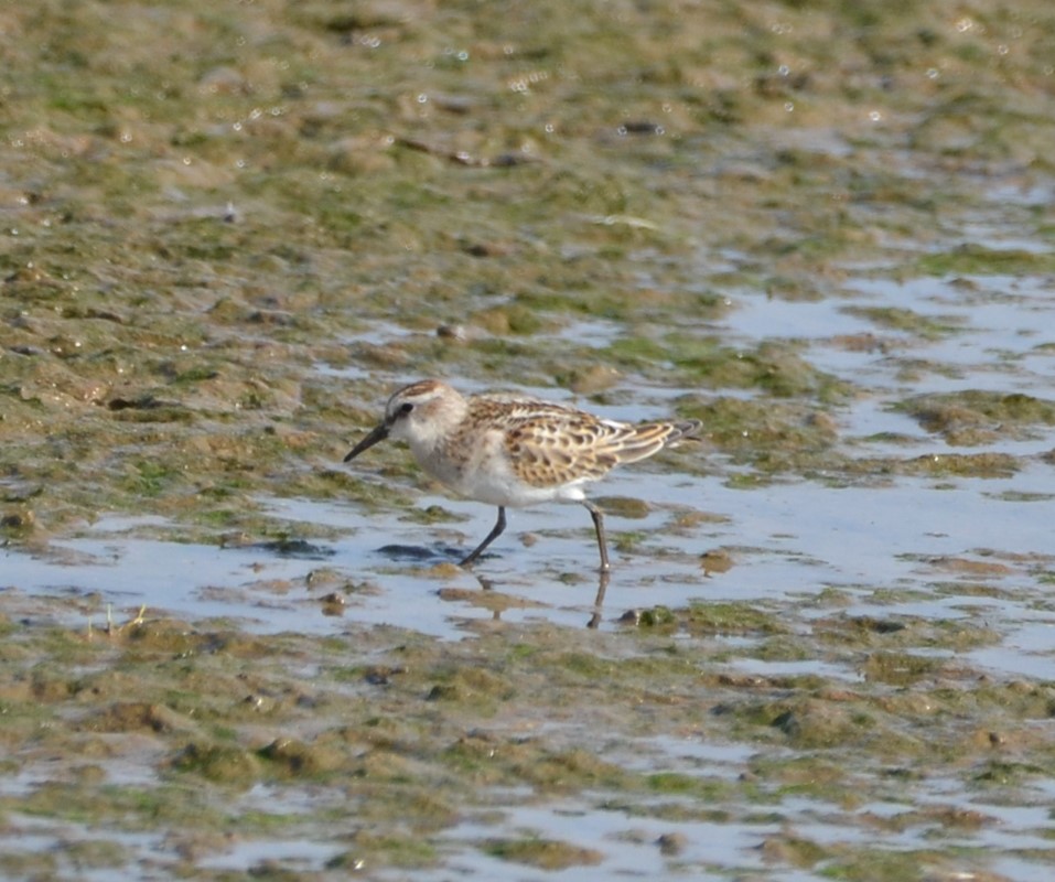 Little Stint