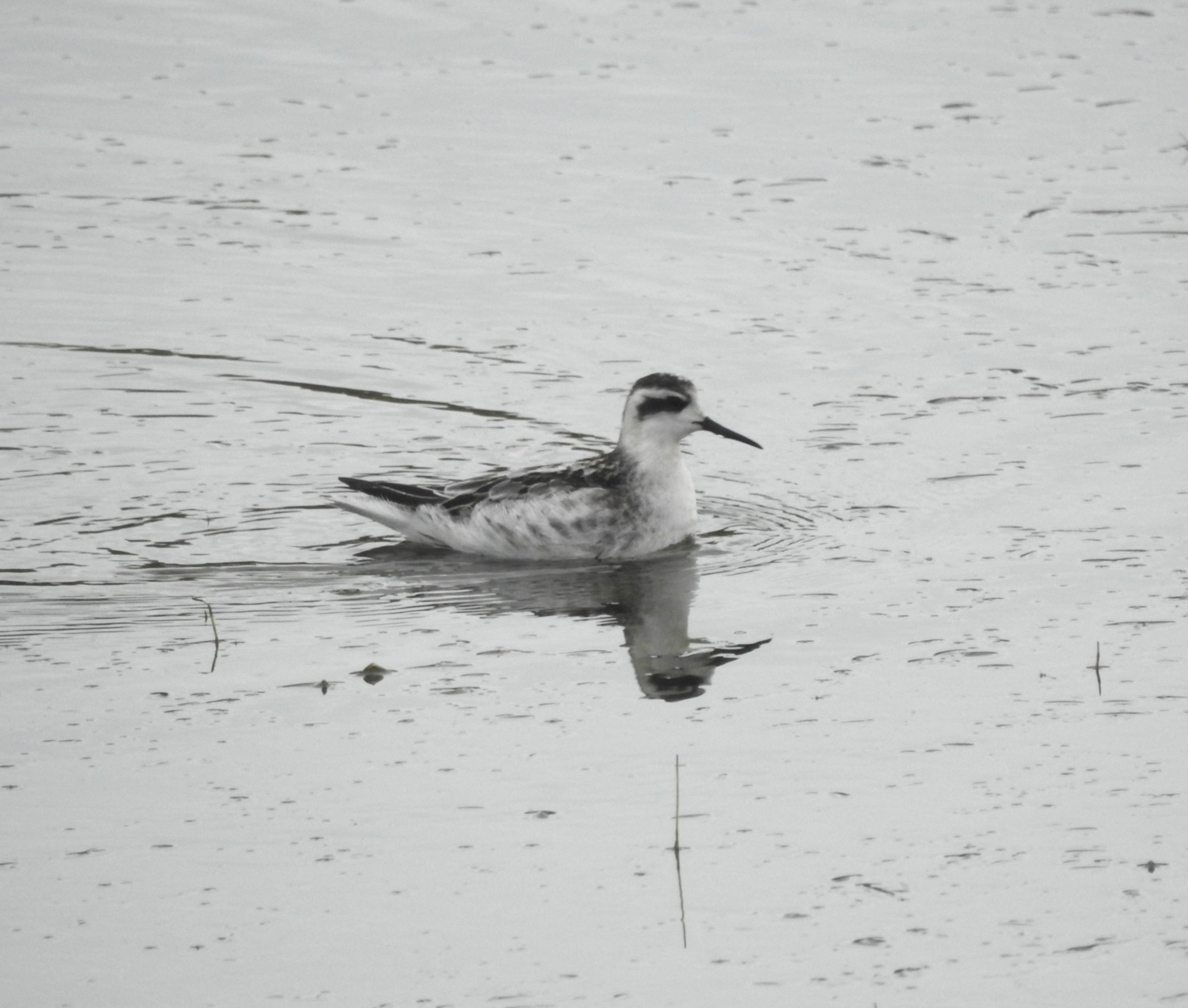 Red-necked Phalarope