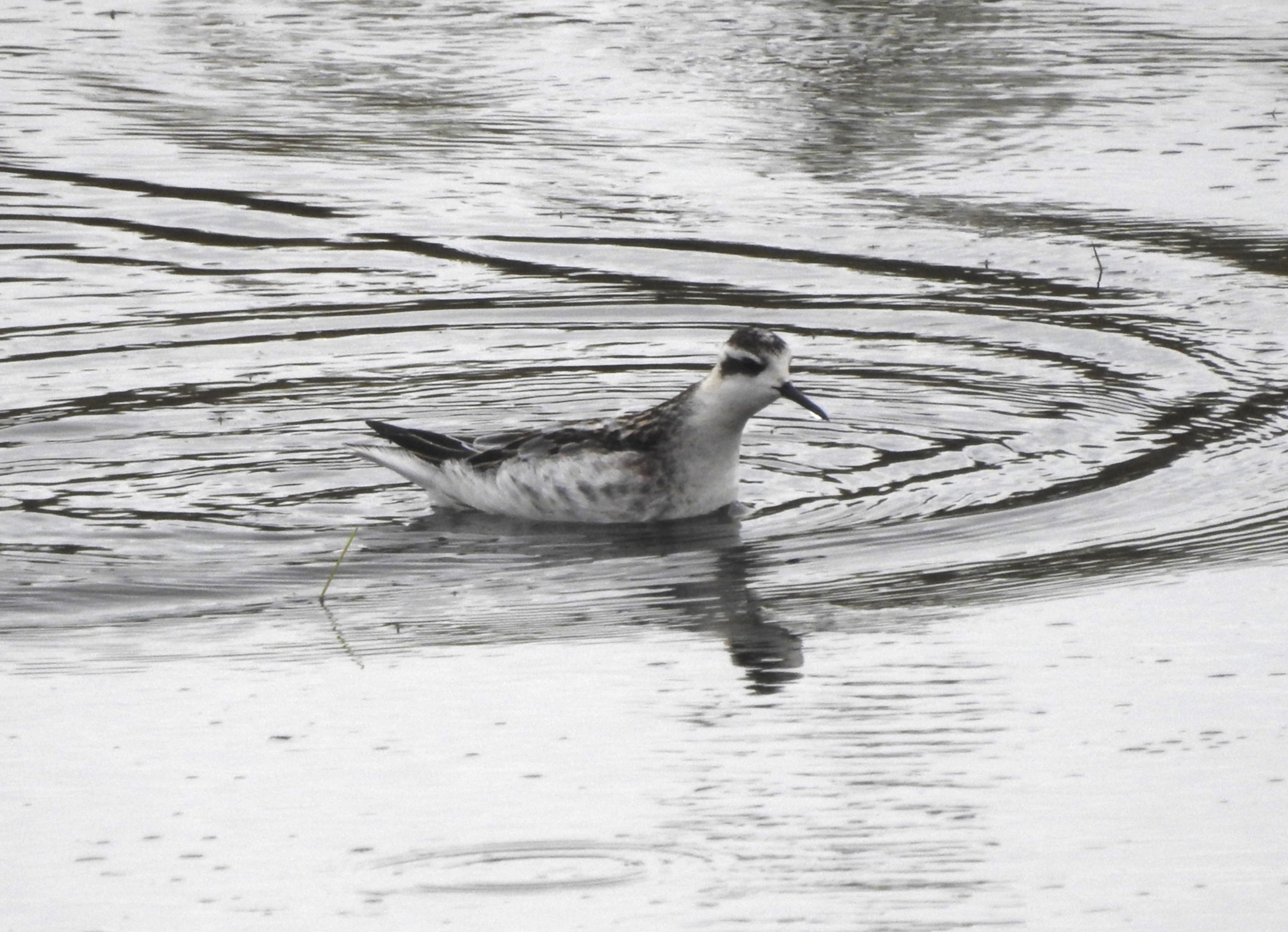 Red-necked Phalarope