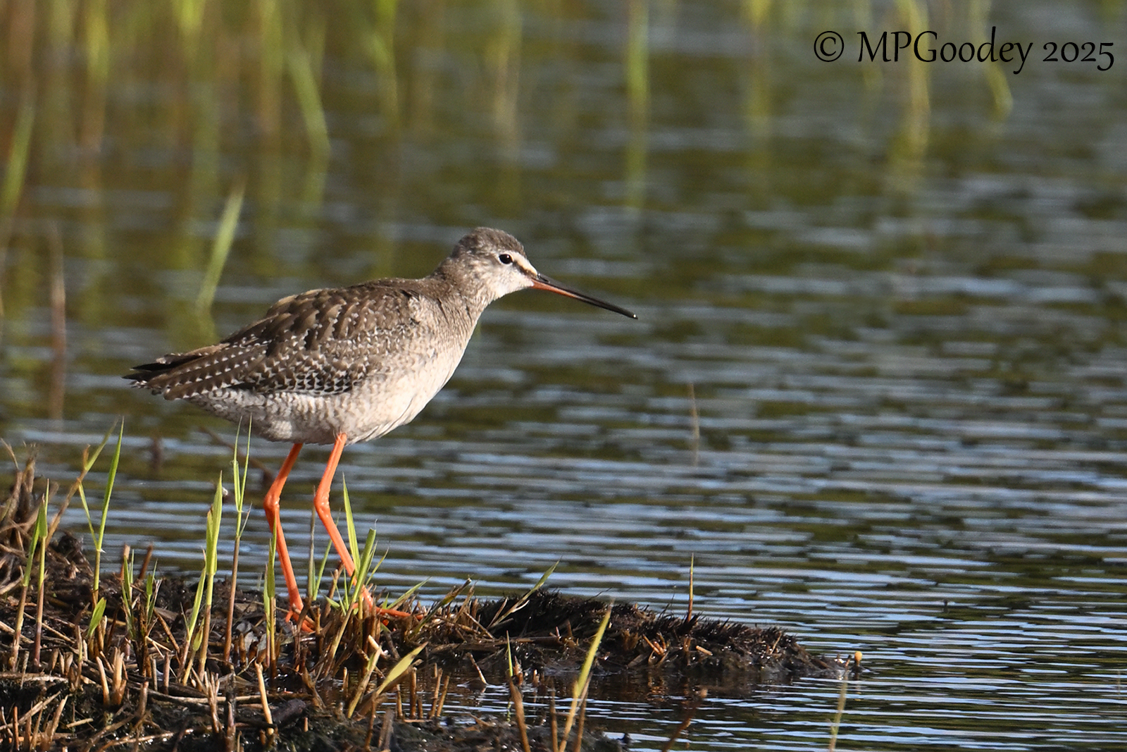 Spotted Redshank