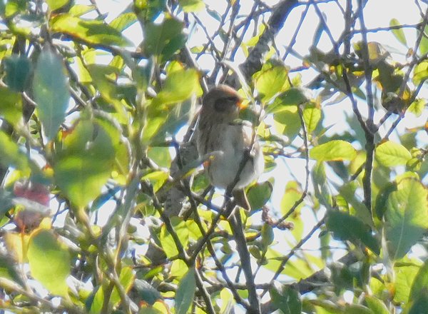 Redpoll