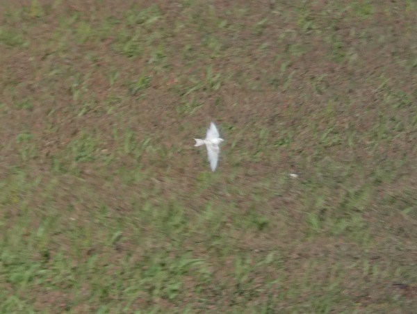 Swallow