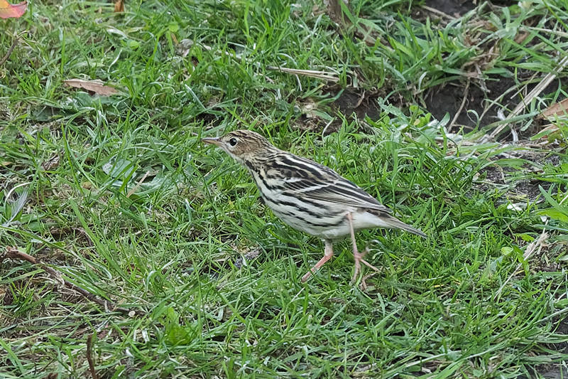 Pechora Pipit