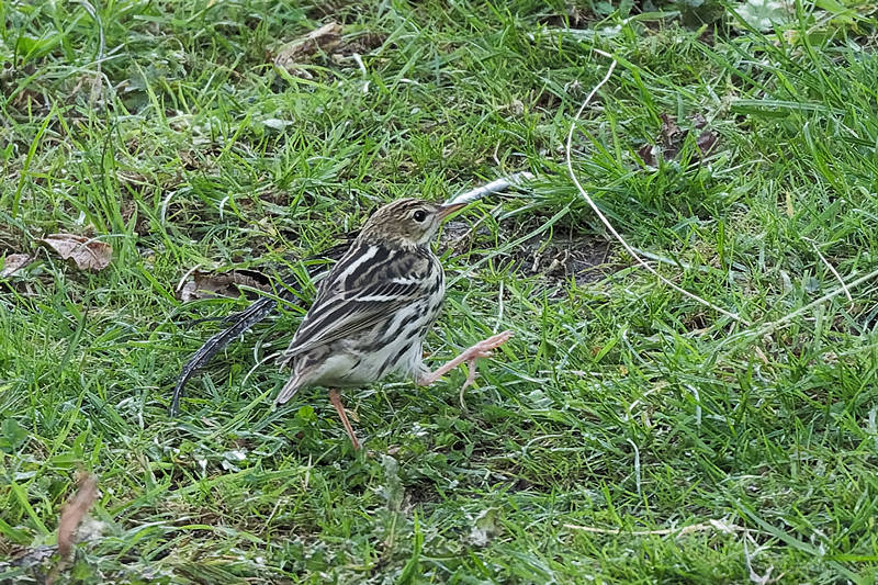 Pechora Pipit