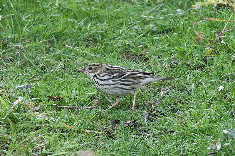 Pechora Pipit