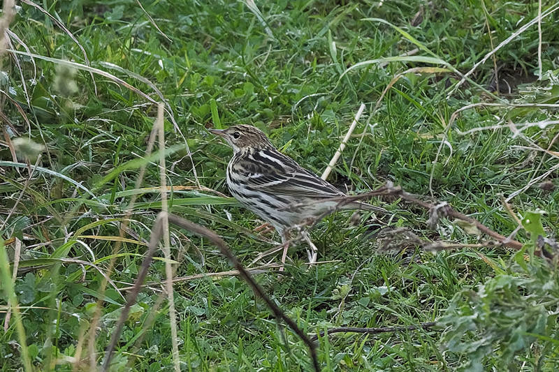Pechora Pipit