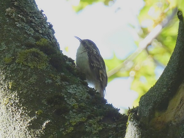 Treecreeper