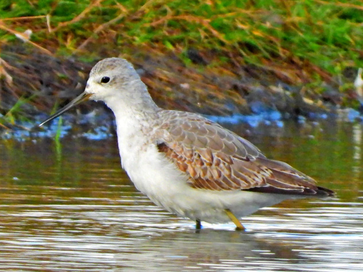 Marsh Sandpiper