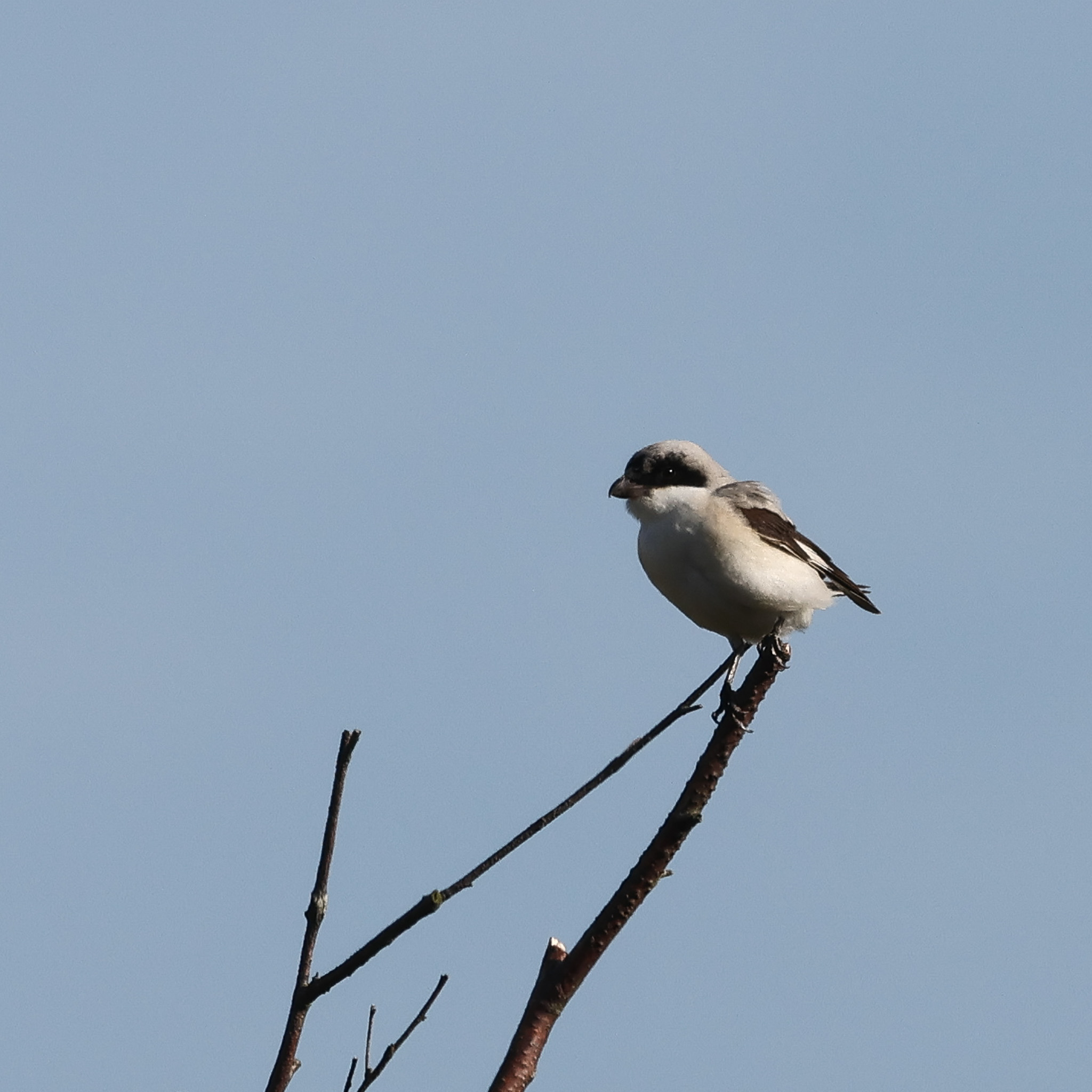 Lesser Grey Shrike