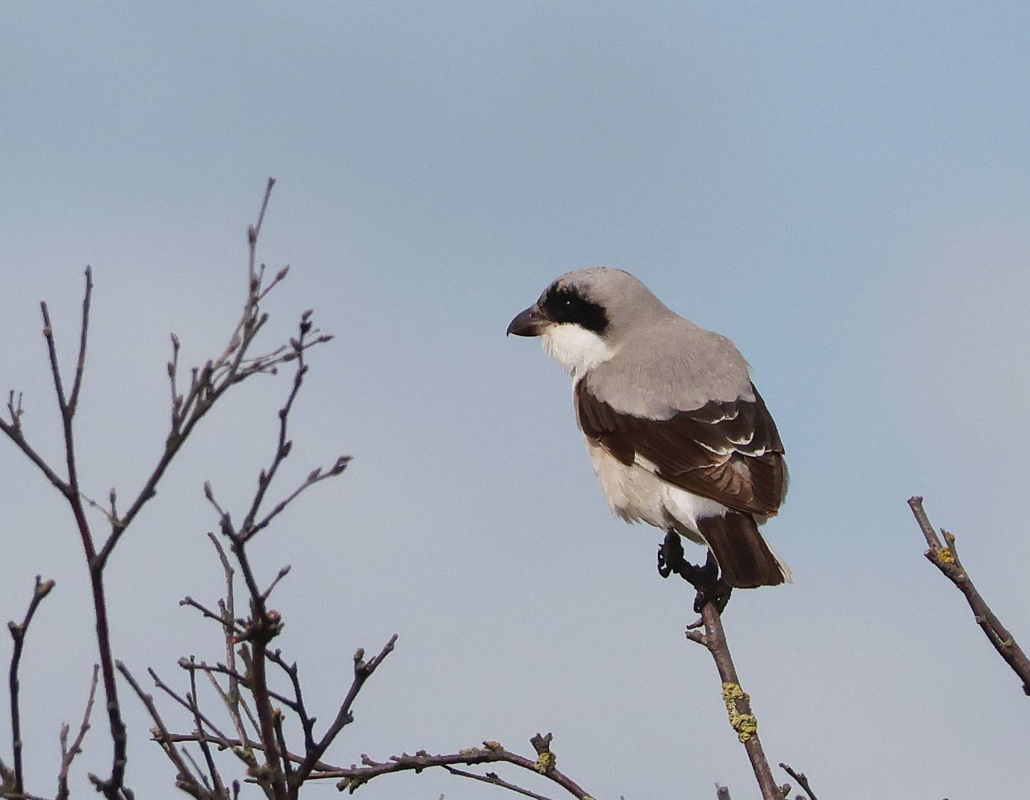 Lesser Grey Shrike