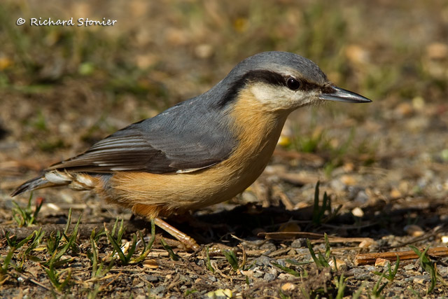 Nuthatch