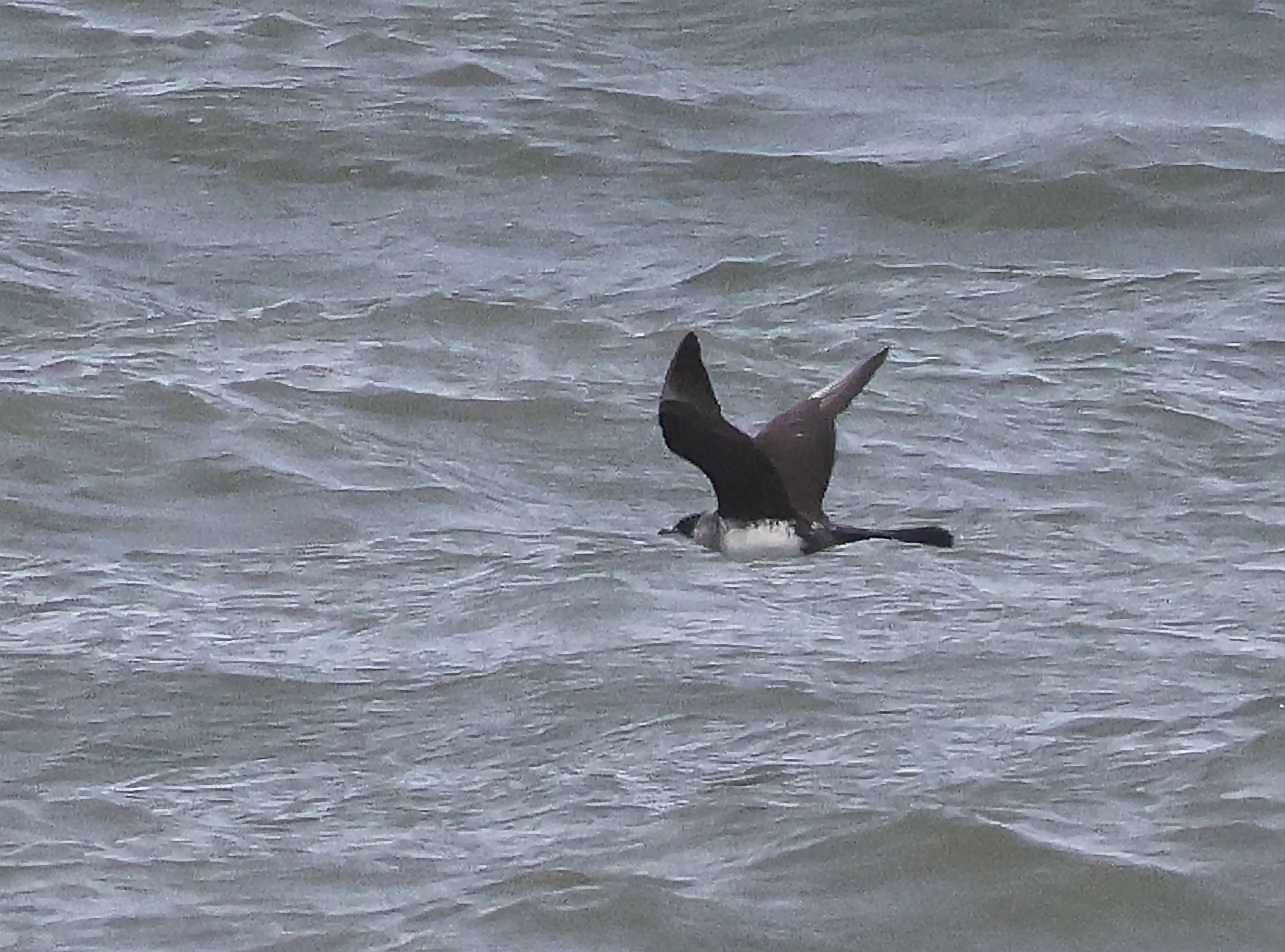 Pomarine Skua