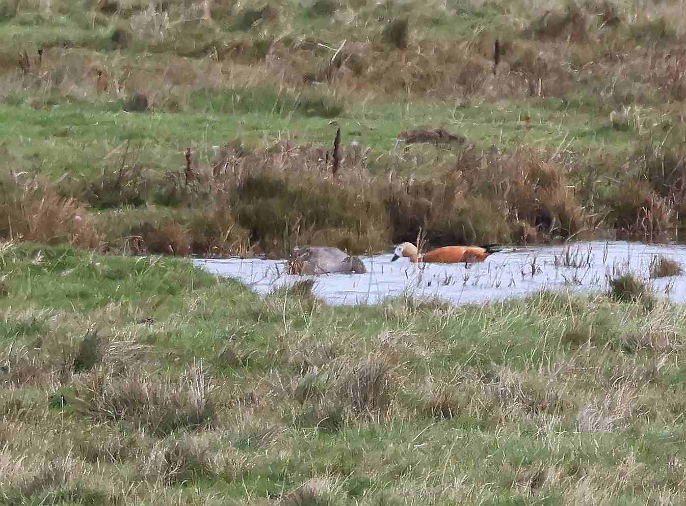 Ruddy Shelduck