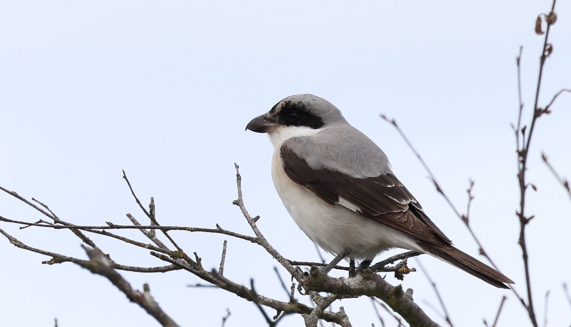 Lesser Grey Shrike