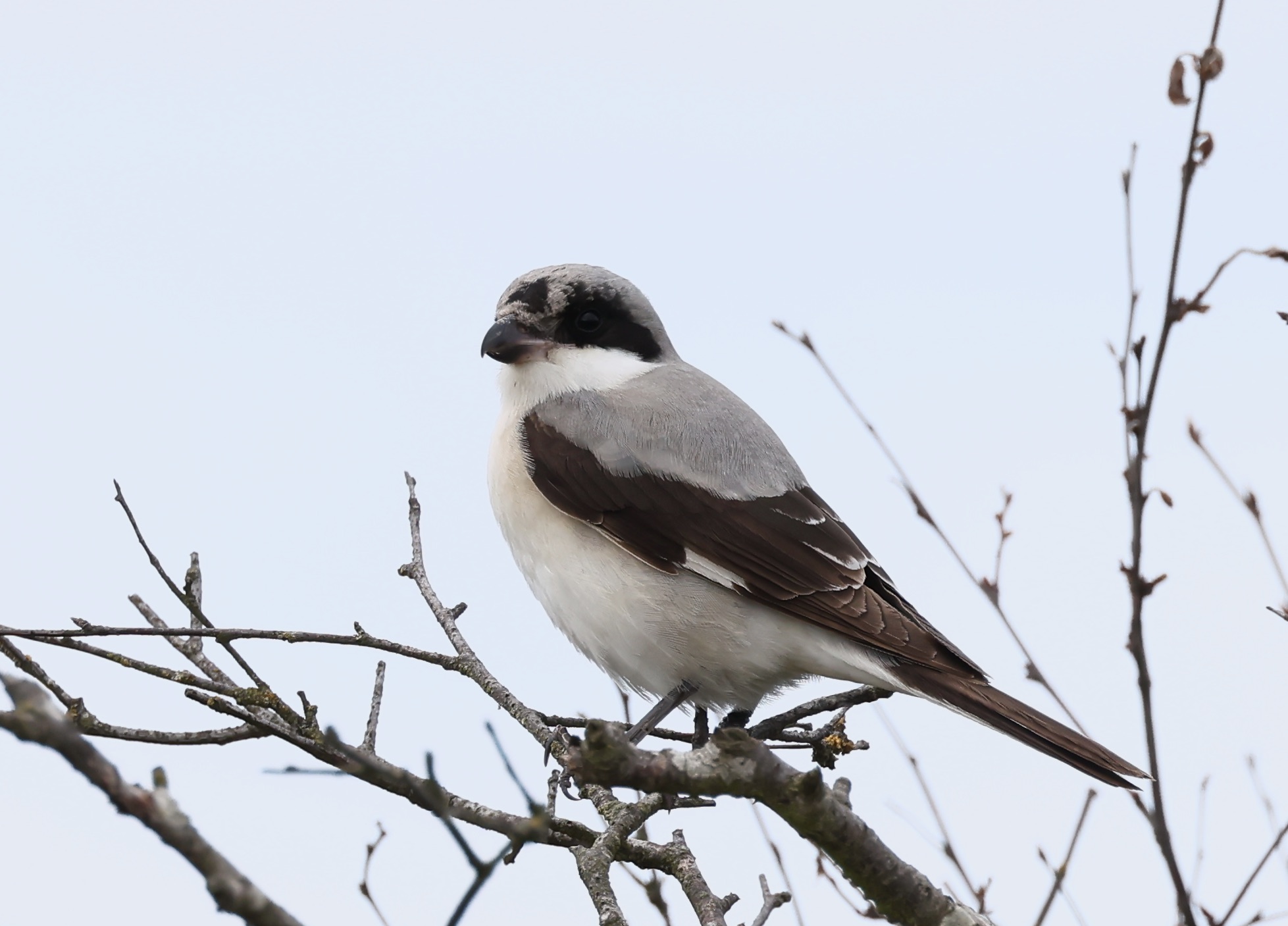Lesser Grey Shrike