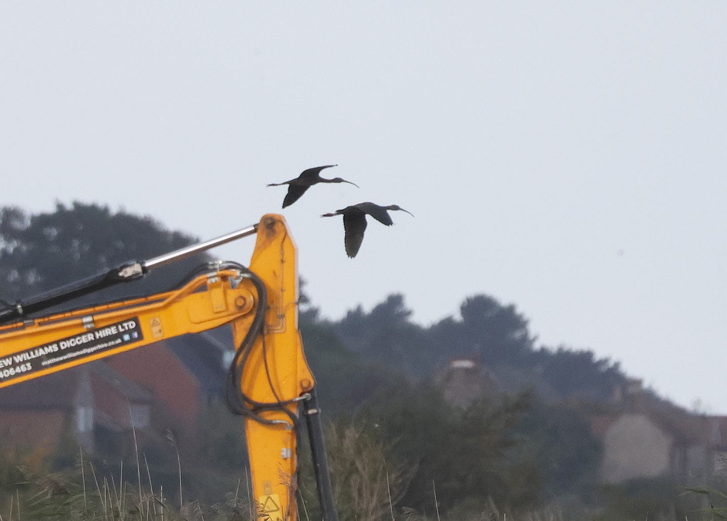 Glossy Ibis