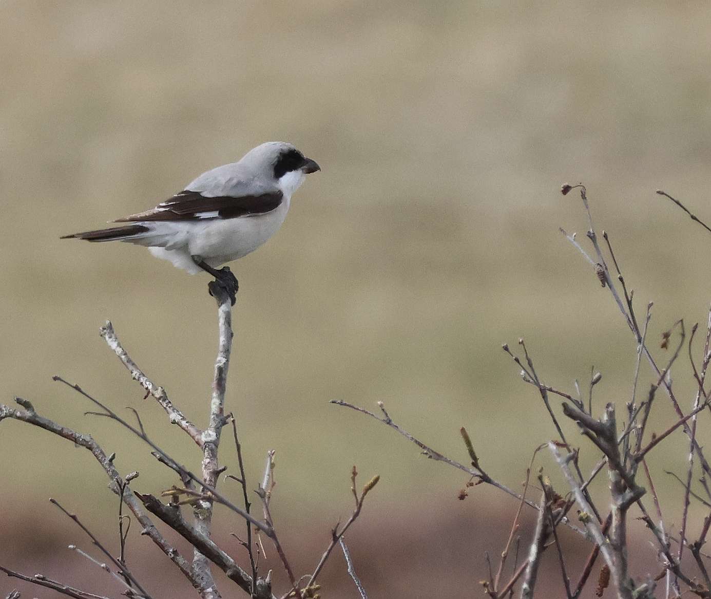 Lesser Grey Shrike