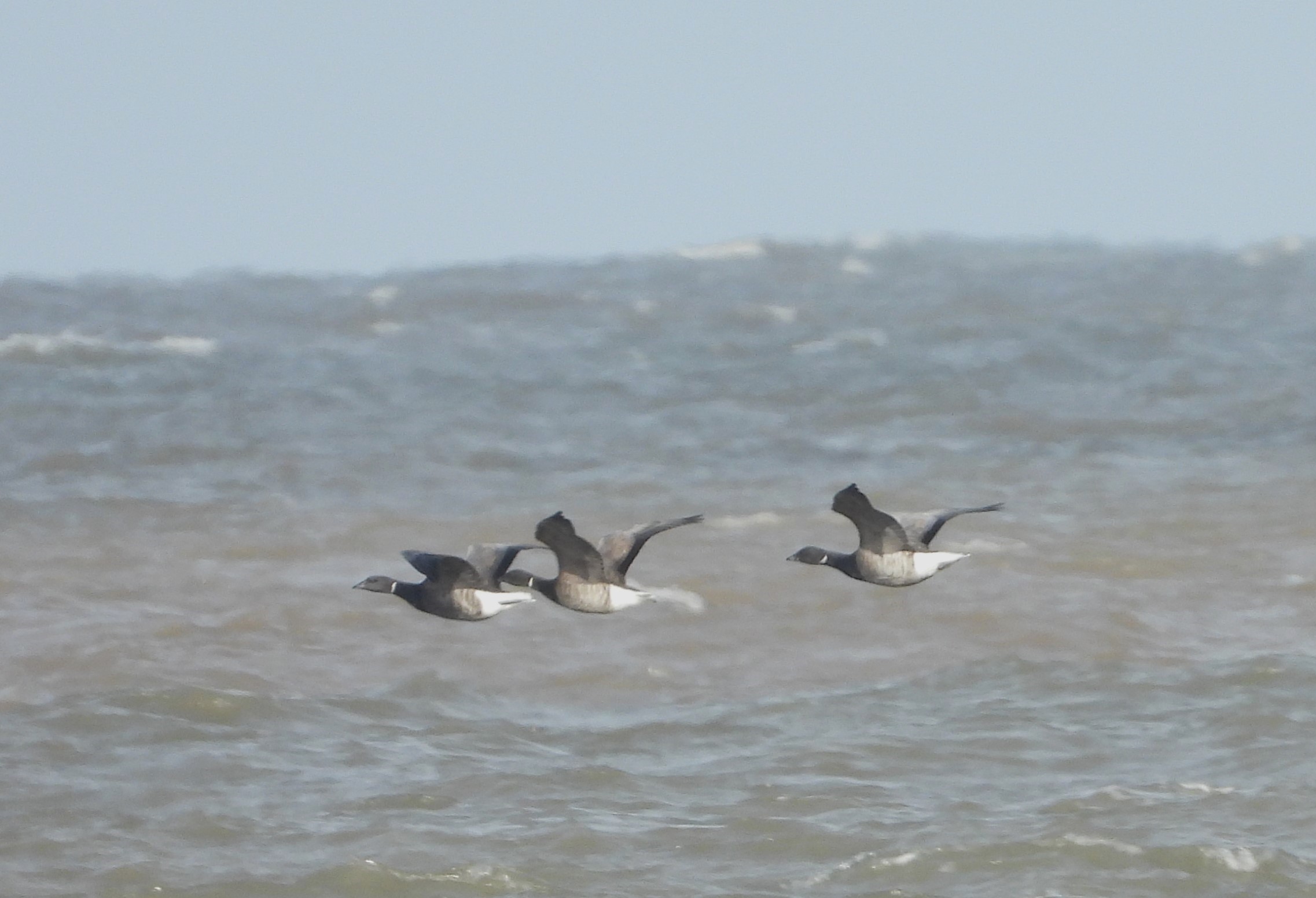 Pale-bellied Brent Goose